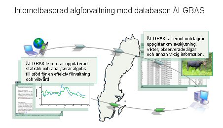 Älgbas